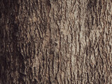 Fototapeta Desenie - Brown teak tree texture, close-up shot in the forest