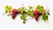 3D digital model of grapevine with bunches of grapes and detailed leaves presented isolated on white