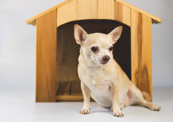 Wall Mural - brown  short hair  Chihuahua dog sitting in  front of wooden dog house, isolated on white background.