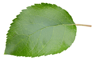 Apple leaf isolated