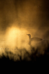 Wall Mural - Loon in silhouette in lake at sunrise