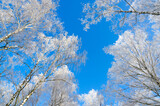 Fototapeta Na sufit - Tops of birch trees in frost against background of cloudless blue sky