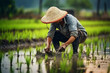 farmers who are planting rice in the field