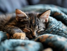 A Young Tabby Kitten Enjoying A Peaceful Nap On A Soft, Grey Blanket.