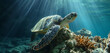 Majestic sea turtle gliding through the blue ocean among vibrant coral reefs.