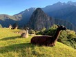 Herd of llamas in the Machu Picchu Peru. 