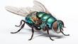 big bluebottle fly isolated on white background