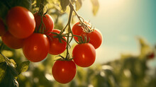 Fresh Tomatoes That Grow On The Vine