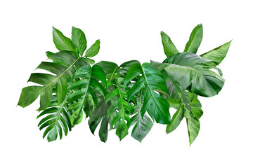 Wall Mural - various of green monstera leaves pattern for nature concept,set of tropical leaf isolated