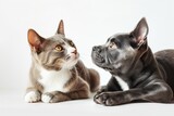 Fototapeta Koty - cats and dogs in a studio together with white background photography bright 