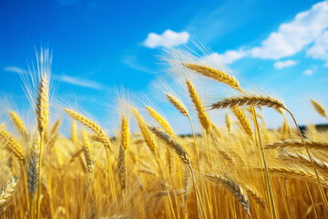 Yellow agriculture field with ripe wheat and blue sky with clouds over it. Field of Southern Ukraine with a harvest.