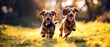 Two cute dachshund dogs running on the grassy sunny clearing of a forest in the afternoon sunset. Daytime outdoor shot in the woods.	