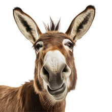 Close Up Of A Funny Donkey