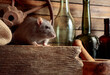 Rat on a table in an old shed.