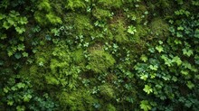 A Background Of Green Moss. Moss Green Herb. Wall Of Natural Green Moss