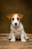 Fototapeta Zwierzęta - Jack Russell Terrier puppy on a brown background