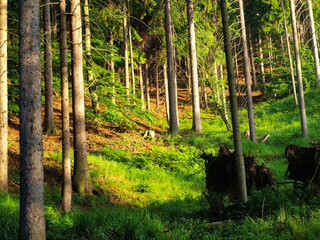  Sunlight in the green forest. Beautiful summer landscape with sunbeams