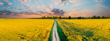 Panorama Elevated View Of Agricultural Landscape With Flowering Blooming Oilseed Field. Country Dusty Sandy Road Through Fields. Spring Season. Blossom Canola Yellow Flowers. Sunset Clouds Above