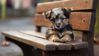 Puppy on the bench