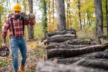 Wall Mural - A hardworking Caucasian lumberjack with a safety helmet on, measuring and stacking the chopped wood in the forest.