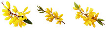 Three Sequential Images Of Vibrant Yellow Forsythia Flowers In Bloom Against A Transparent Background