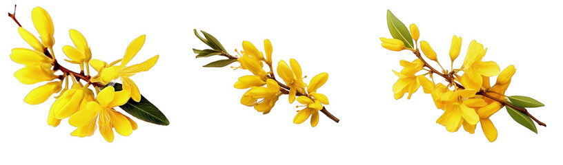 Wall Mural - Three sequential images of vibrant yellow forsythia flowers in bloom against a transparent background