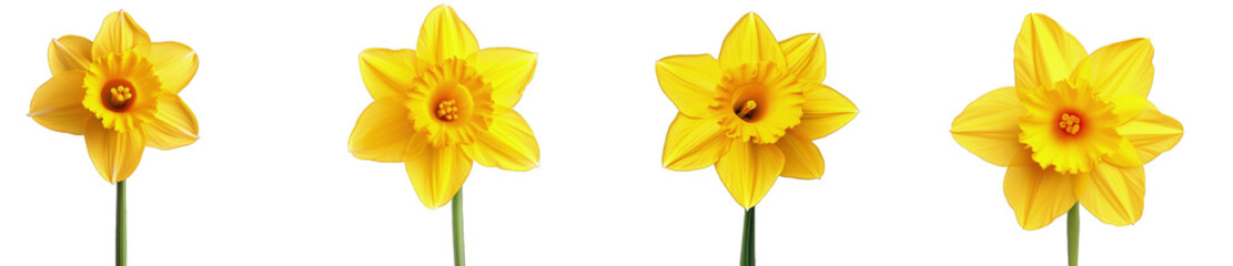 Poster - Four vibrant yellow daffodils isolated on a transparent background, with a focus on their detailed petals and central corona