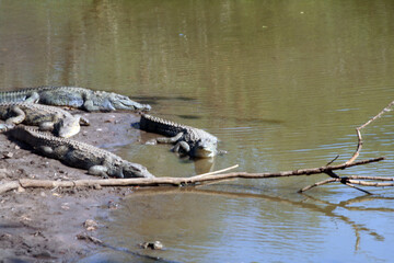 Poster - attention crocodiles dans les marais