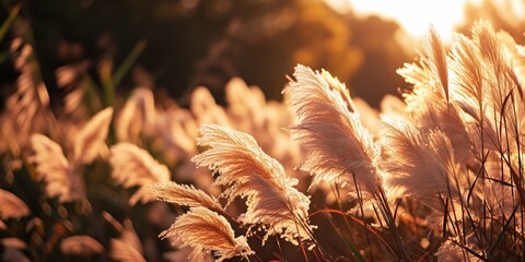 Wall Mural - Sunlit Pampas Grass in Warm Tones. Generative ai