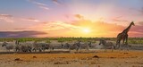 Fototapeta Sawanna - Herd of Burchell Zebra with a lone giraffe and oryx at a waterhole with a natural bnush background - Etosha National Park