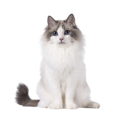 Poster - Pretty bicolor Ragdoll cat, sitting up facing front. Looking at camera with dark blue eyes. Isolated cutout on a white background.
