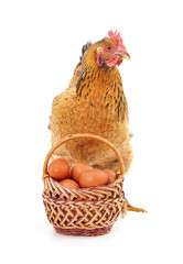 Poster - Chicken near a basket with eggs.