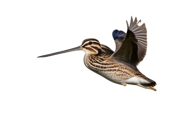 Wall Mural - a high quality stock photograph of a single flying spread winged noble snipe isolated on a transparant or white background