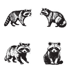 Wall Mural - Sketches of raccoons - drawn raccoon - black and white raccoon on a white background