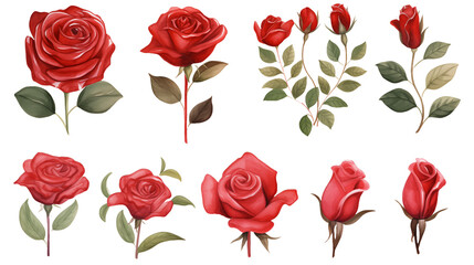 Wall Mural - Watercolor elements red roses on a white background