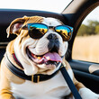 bulldog is a dog wearing sunglasses
