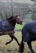 Ein braunes Warmblut Pferd beisst mit angelegten Ohren nach einem anderen Pferd auf der Weide beim Toben