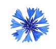Beautiful blue cornflower blooming, cornflower isolated