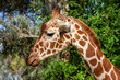 Closeup shot of a giraffe face from the side at the zoo; Beautiful animal on the safari