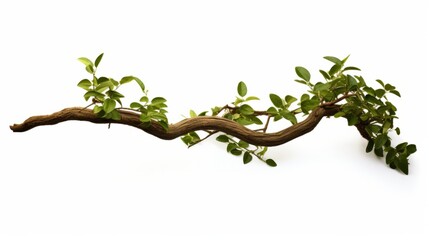 Wall Mural - Realistic twisted jungle branch with plant growing isolated on a white background isolated on white background,