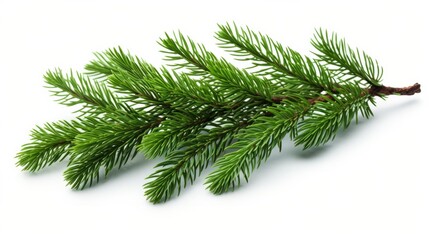 Wall Mural - Fir tree branch isolated on white isolated on white background,