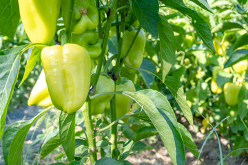 Poster - Green ripe sweet pepper in the garden. Organic farming. A small business growing sweet paprika in the garden.