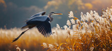 The Great Blue Heron Flying In Front Of Tall Grass