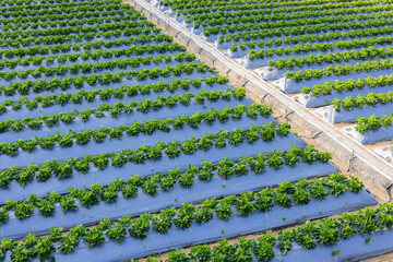 Poster - Strawberry field in Taiwan miaoli