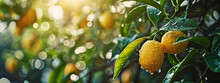 Close Up Of Lemons Hanging From A Tree In A Lemon Grove .Generative AI,