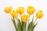Fototapeta Tulipany - photography of some yellow tulip flowers on a white background, in the style of playful compositions created with Generative Ai
