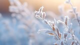 Fototapeta Natura - Plant covered with frost, hoarfrost or rime in winter morning, natural background
Plant covered with frost, hoarfrost or rime in winter morning, natural background