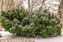 Bush In A Park Looking Greener After A Light Covering Of Snow