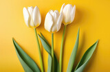 Fototapeta Tulipany - White tulips on a yellow background