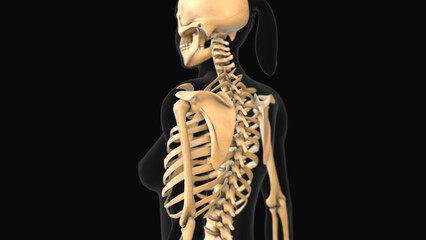 Wall Mural - Medical animation of the scapula bone pain